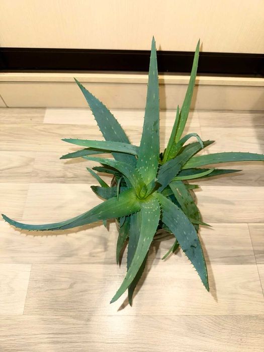 Алоэ вера лечебное взрослое растение