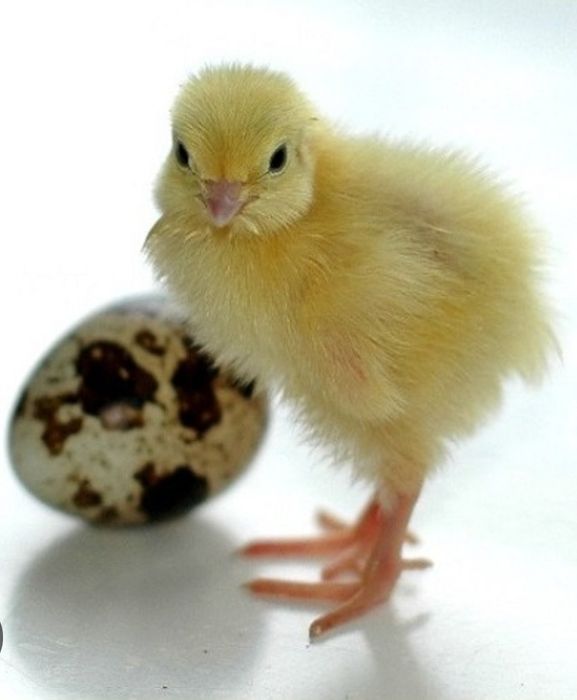 В наявності суточні перепела и подрощеные породи ТЕХАC БРОЙЛЕРНИЙ