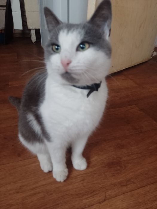 Котик Тимофей 9 месяцев в хорошие руки