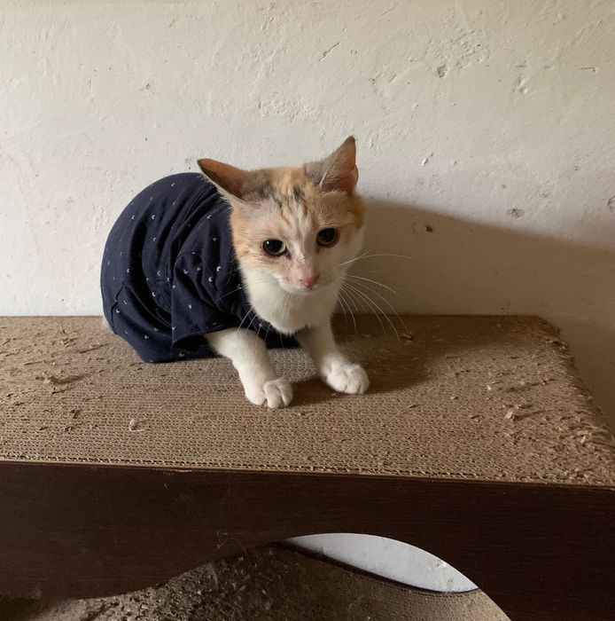 Стерилізована триколірна киця