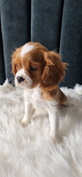 Cavalier King Charles spaniel
