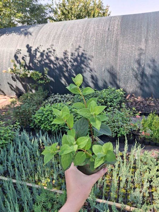 Гортензії в асортименті дворічні