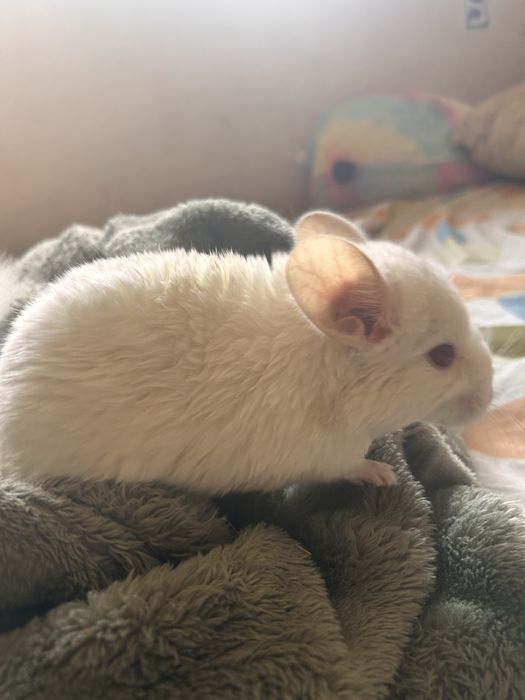 Chinchila Branca
