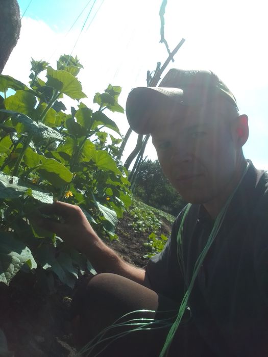 Бізнес на огірках: Дам 1 га землі + Викуп врожаю (Партнерство)