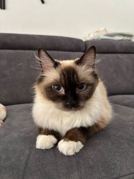 Kotka Ragdoll do hodowli
