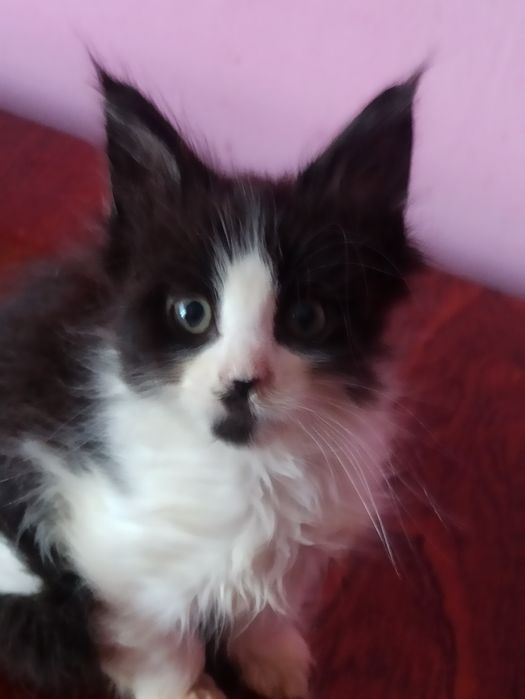 Сестрички із розплідника готові до переїзду