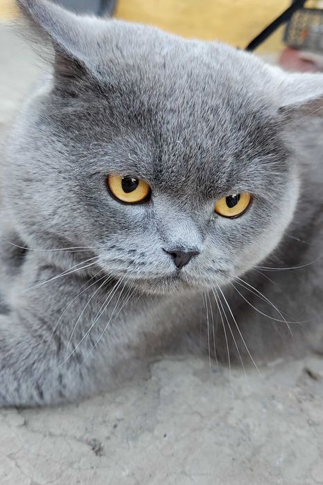 Шотландець для вязки