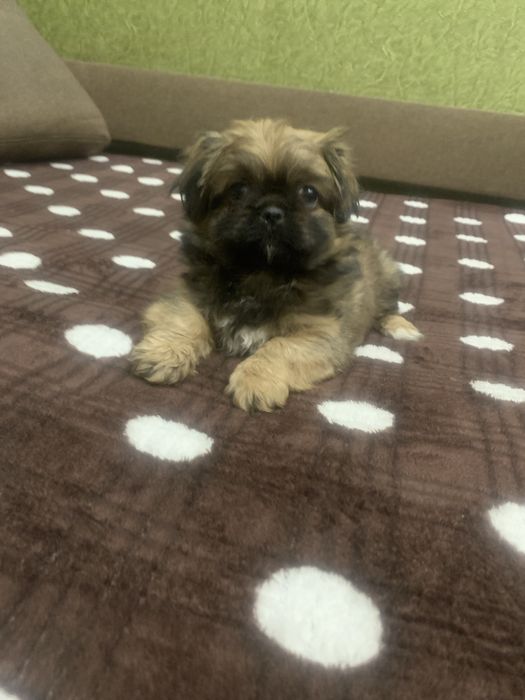 Продам цуценят Пекінесиків