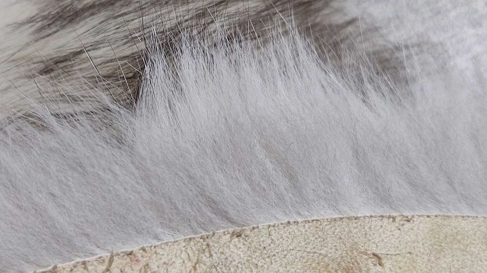 Хутро     песця    нове