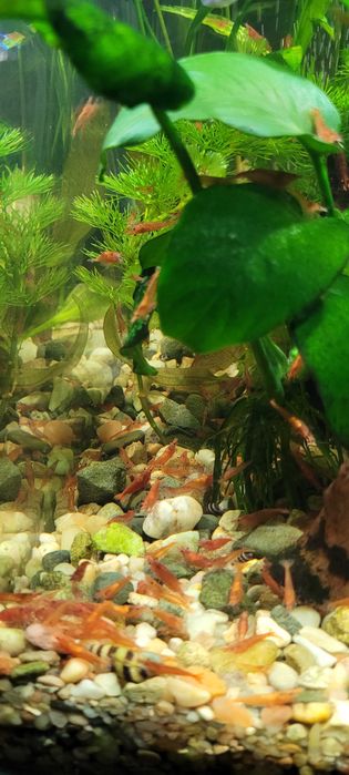 Krewetka akwariowa neocaridina