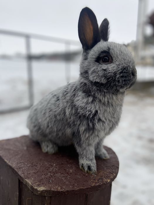 Велике Світле Срібло