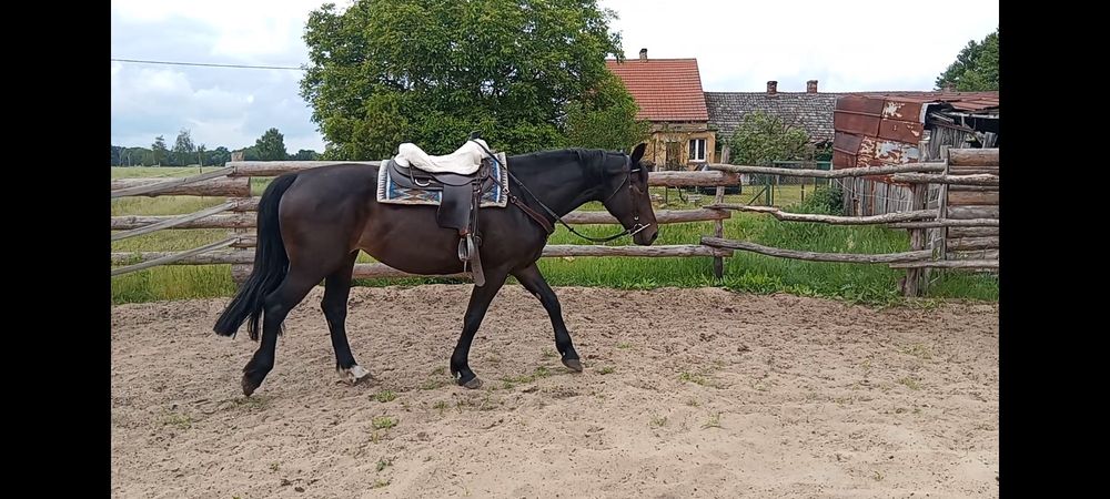 Sprzedam klacz 5 lat pks