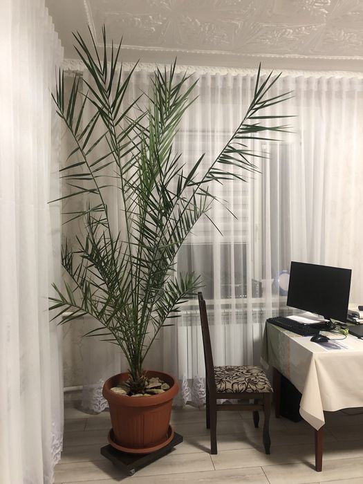 Пальма фінікова