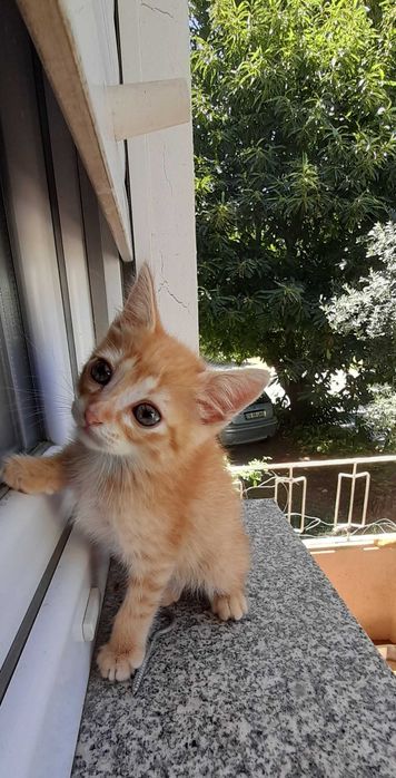 Gatinho disponível para adopção responsável.