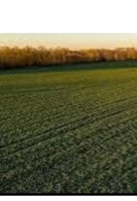 Продам земельний пай в с,Овідіополь. 11000 дол США.