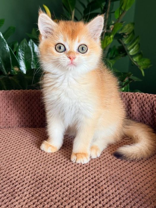Британский котенок золотая шиншилла
Scottish fold