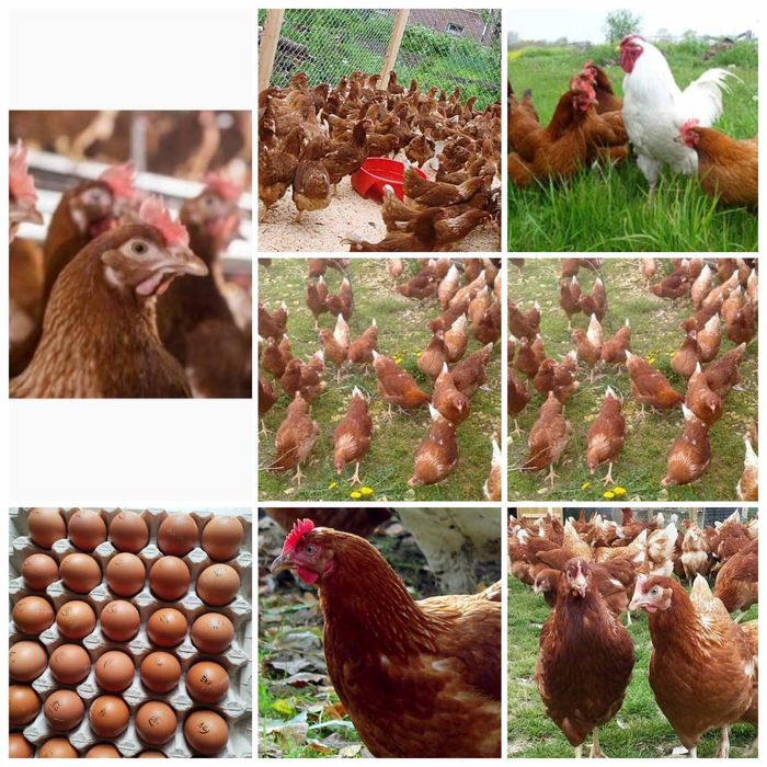 Яйце для інкубації Ломан Браун