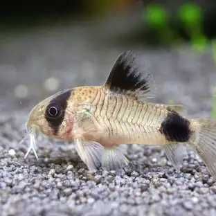 Kirys corydoras panda. Cetarius