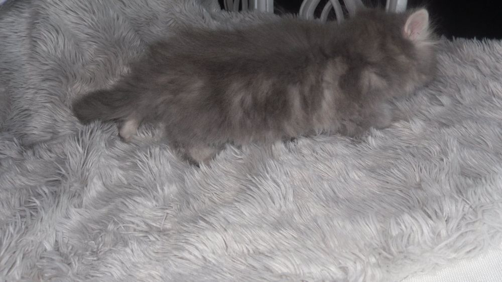 Gato persa macho