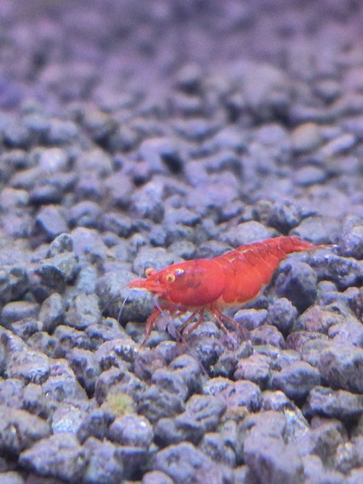 Neocaridina "Red Demon OE"