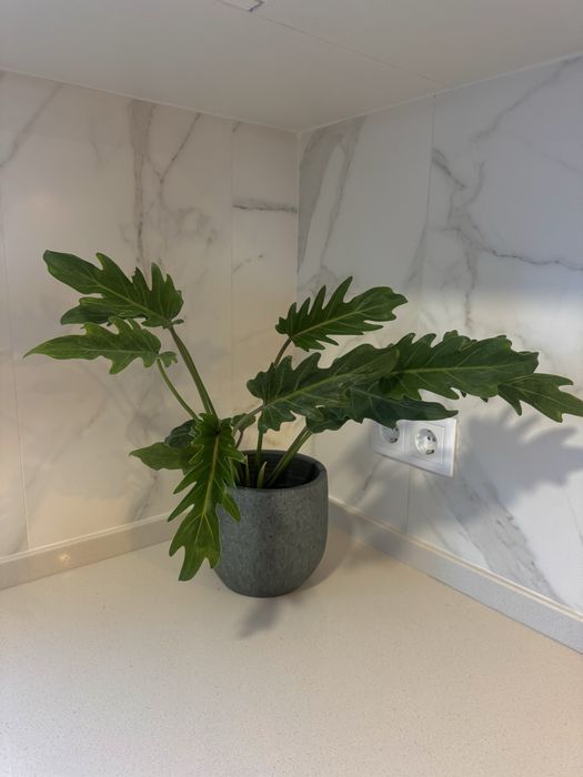 Planta filodendro