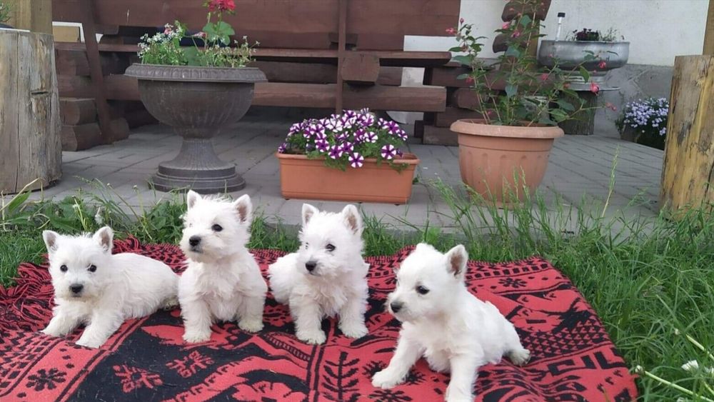 Śliczne -szczenię West Highlight White Terrier