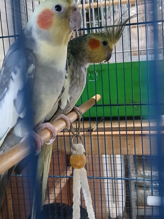 Sprzedam kanarki mlode