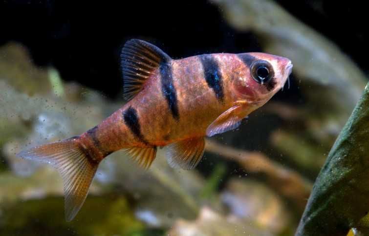 Desmopuntius pentazona Brzanka pięciopręga