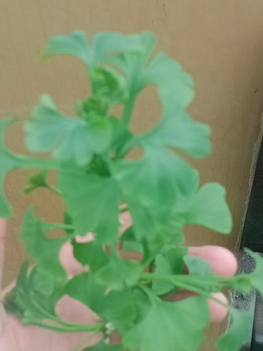 Гінко білоба , саджанці в контейнері