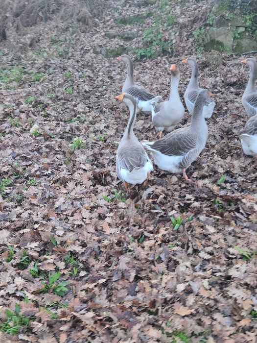 Bio / Organic Gansos para vender