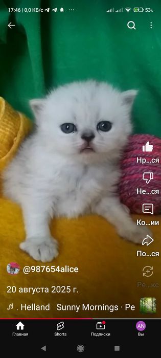 Серебристая шиншилла котенок прямоухие белые с чёрным носом