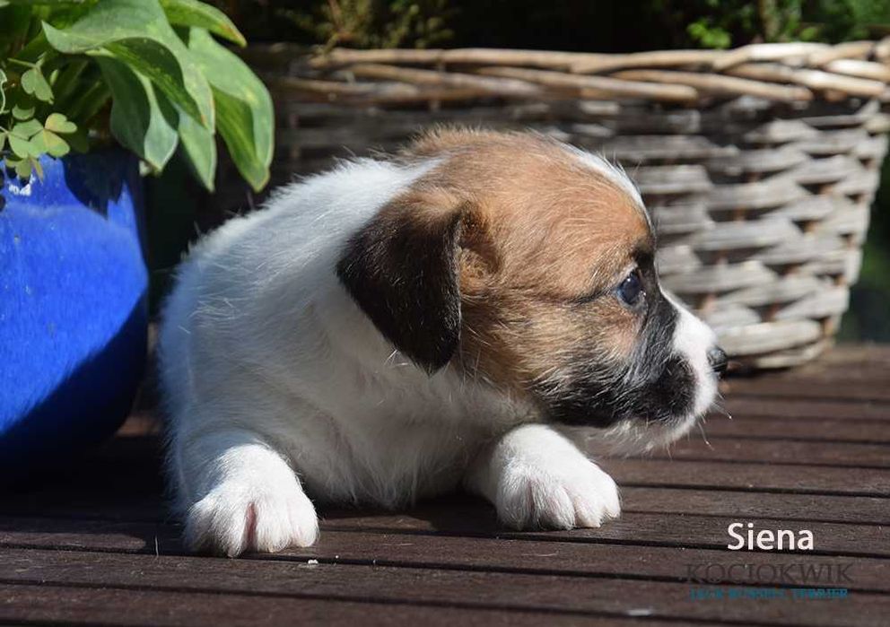 Jack Russell Terrier - suczka SIENA z rodowodem ZKwP