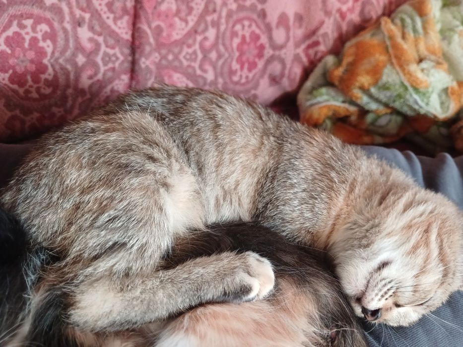 Безкоштовно, в добрі руки кошенята