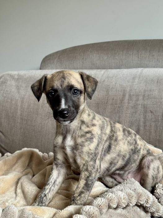 Whippet suczka - Brightcoffe ZKwP/FCI