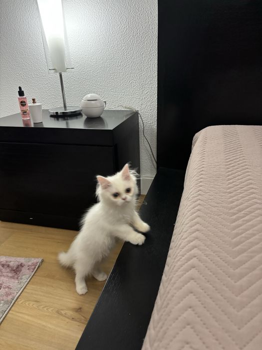 Gatinha persa meiga e pura