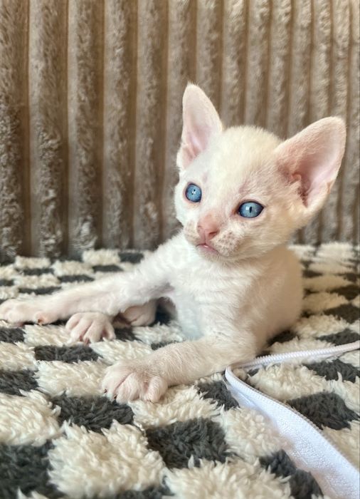 Котик Девон Рекс