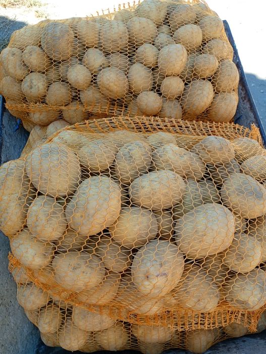 Ziemniaki pakowane 15kg