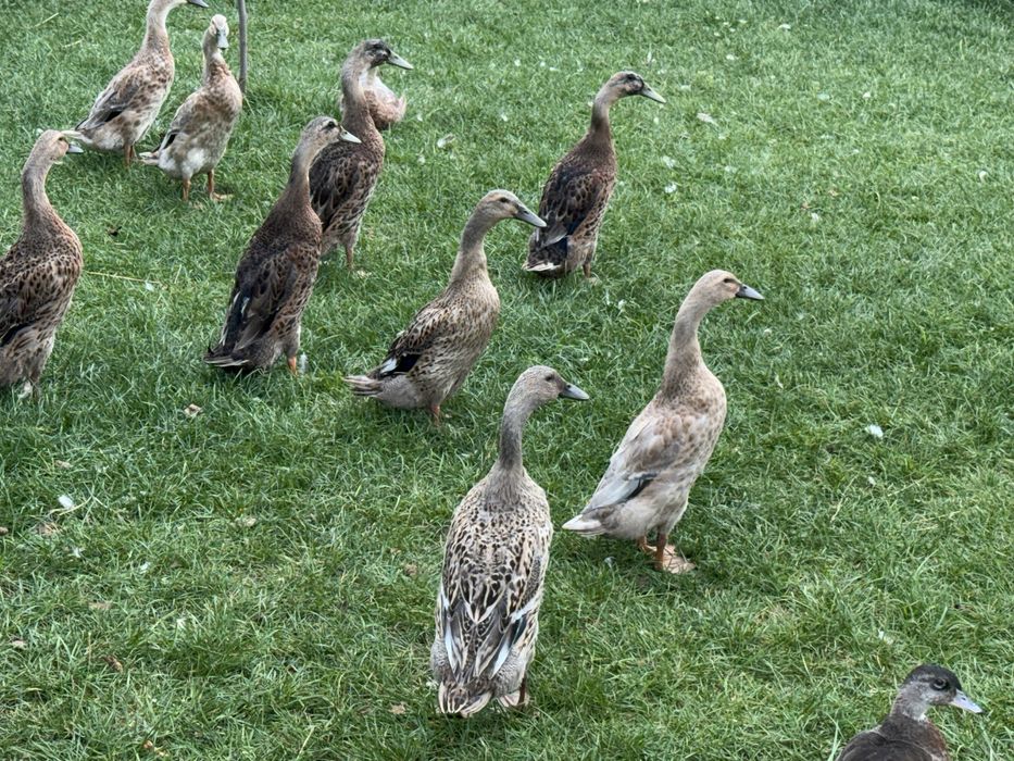 Kaczki biegusy indyjskie