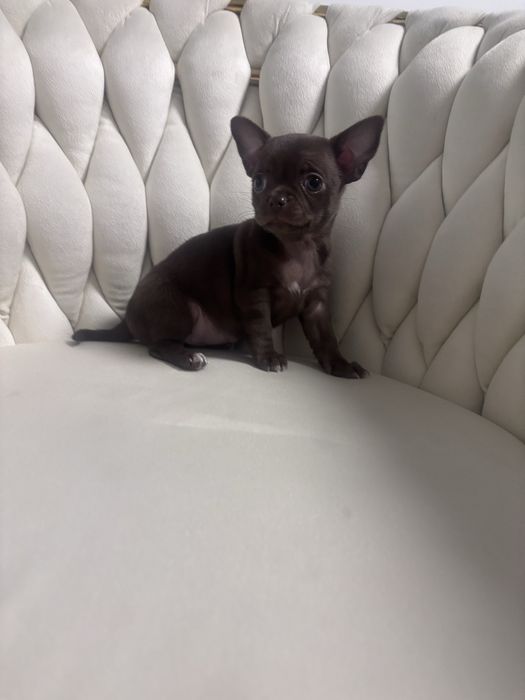 Chihuahua czekoladowa
