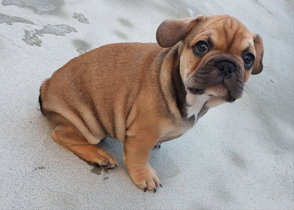 Bulldog francês menino red fawn