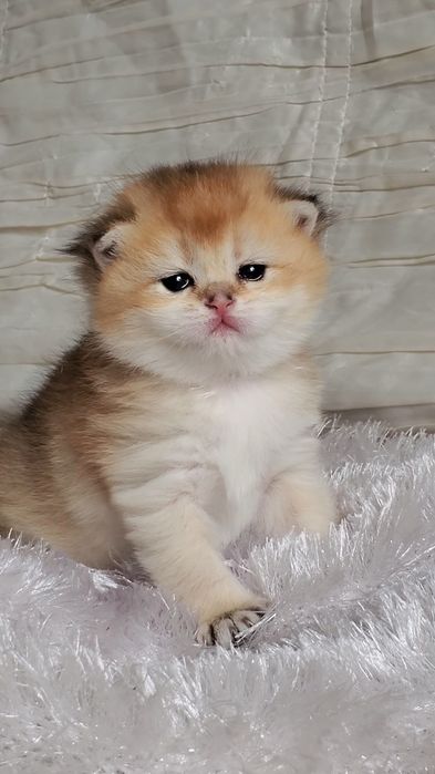 Очень ручные малыши, котята золотая шиншилла
