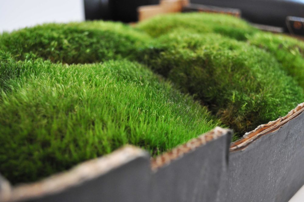 Żywy mech. Las w słoiku.