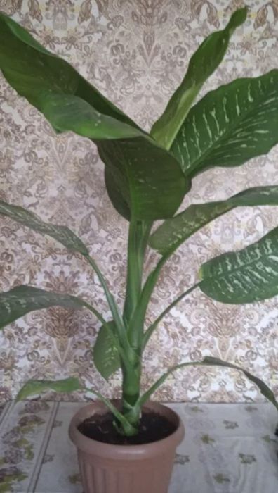 Вазон диффенбафия