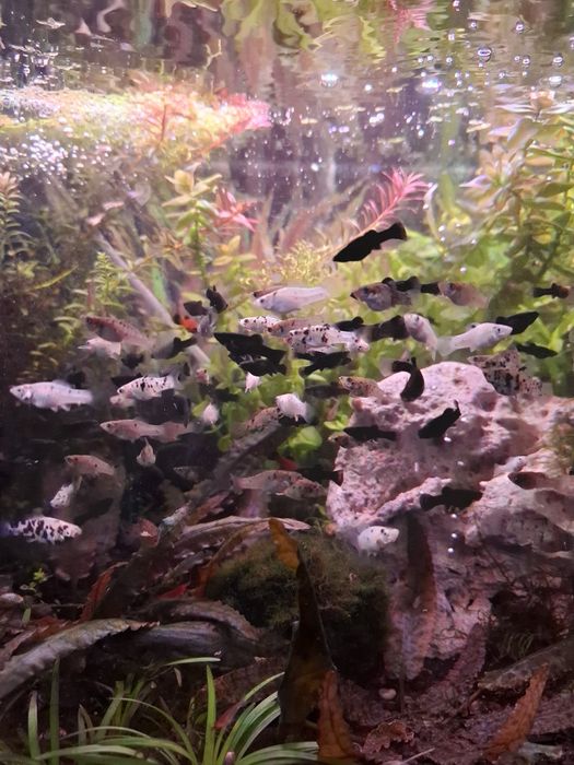 Rybki akwariowe żyworodne