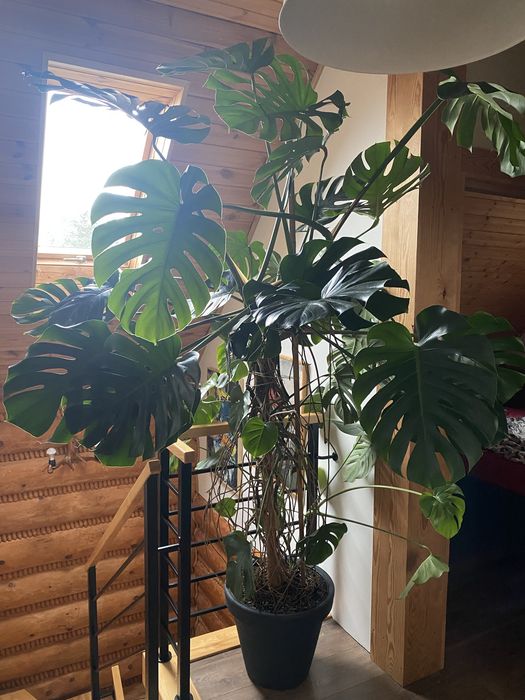 Monstera ponad 2 metry