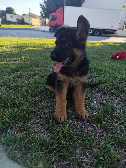 Cachorro Pastor Alemão.