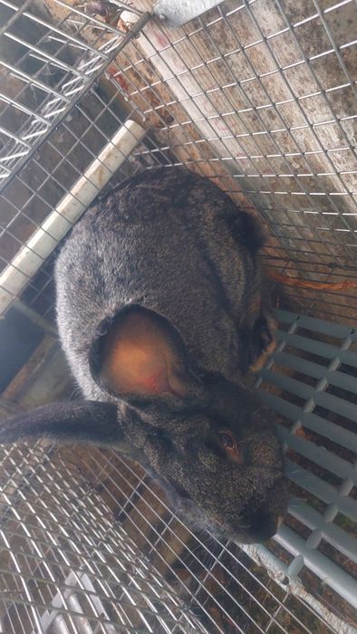 Кролики разного возраста