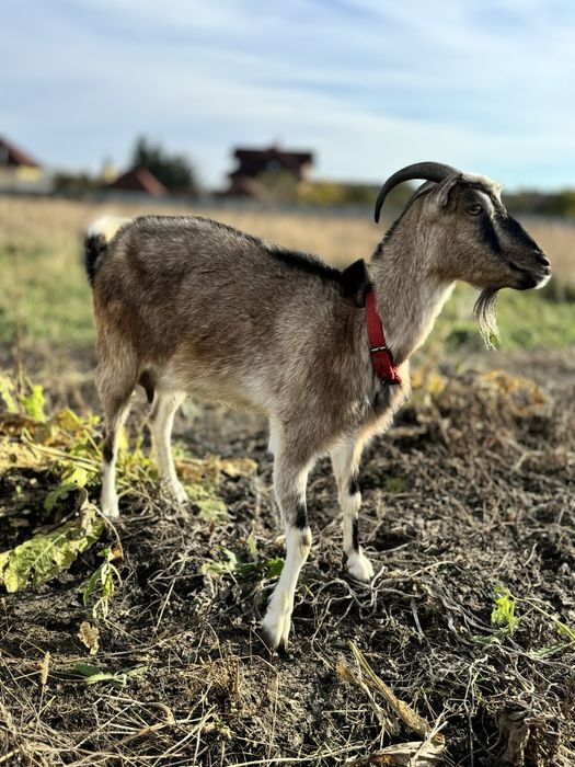 Продам козу ( ціна договірна)