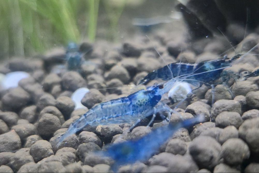 Krewetki Neocaridina ,,Blue Velvet"