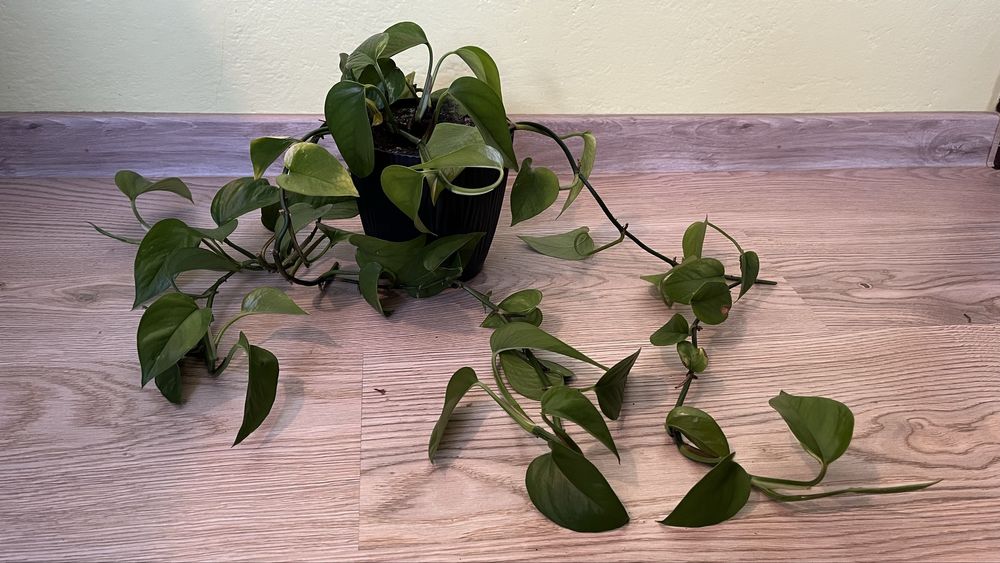 Epipremnum złociste gold